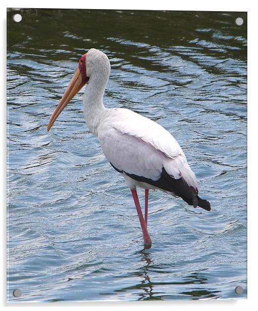 Kenyan Stork Acrylic by Bekie Spark