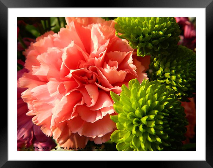 Pink Carnation Framed Mounted Print by Tracey Boatright