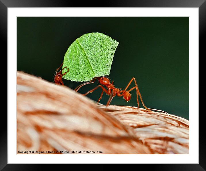 Leafcutter Ants Framed Mounted Print by Reginald Hood