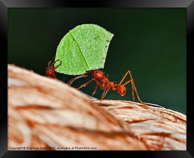 Leafcutter Ants Framed Print by Reginald Hood