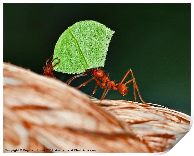 Leafcutter Ants Print by Reginald Hood