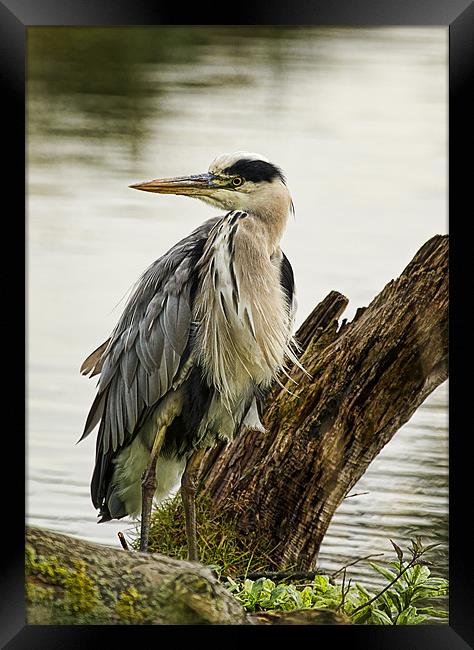 Heron Framed Print by Val Saxby LRPS