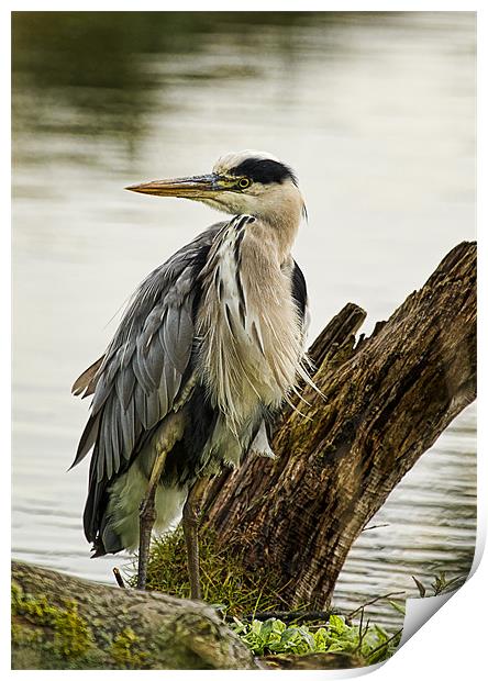 Heron Print by Val Saxby LRPS