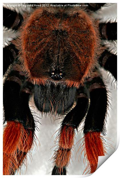 Mexican Red Knee Tarantula Print by Reginald Hood