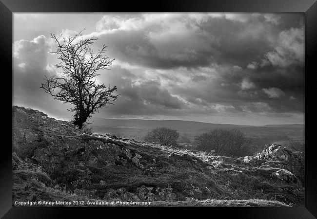 Storm Tree Framed Print by Andy Morley