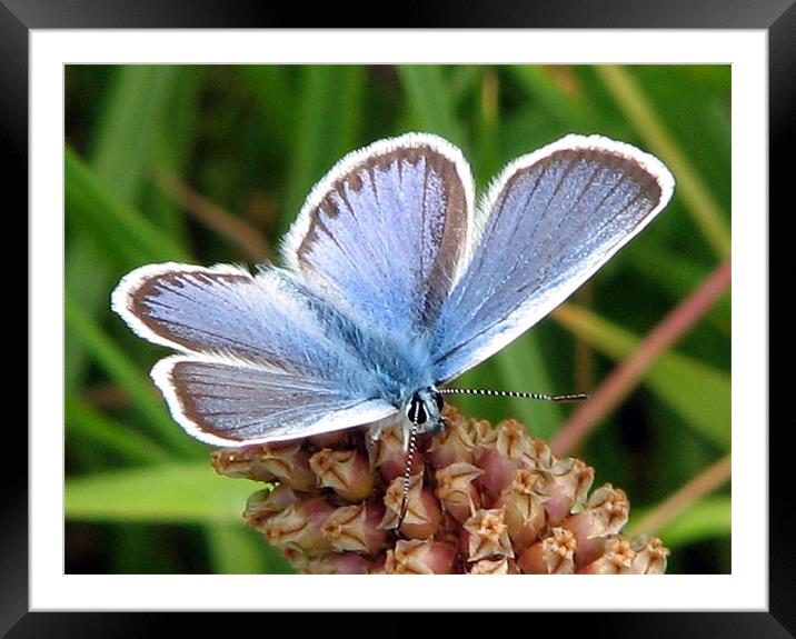 Common Blue Framed Mounted Print by Chris Keast