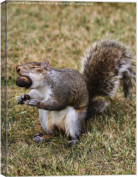 Grey Squirrel Canvas Print by Reginald Hood
