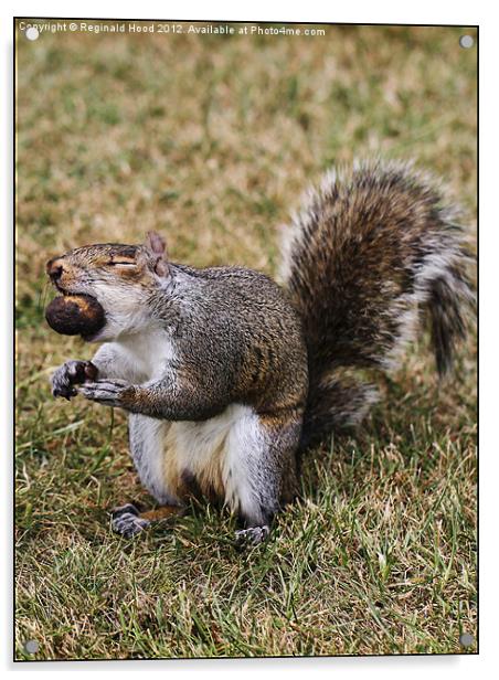 Grey Squirrel Acrylic by Reginald Hood
