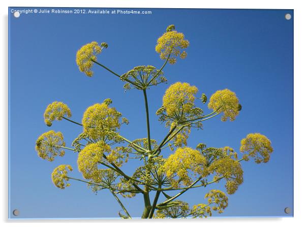 Wild Yellow Dill Flowers Acrylic by Julie Robinson