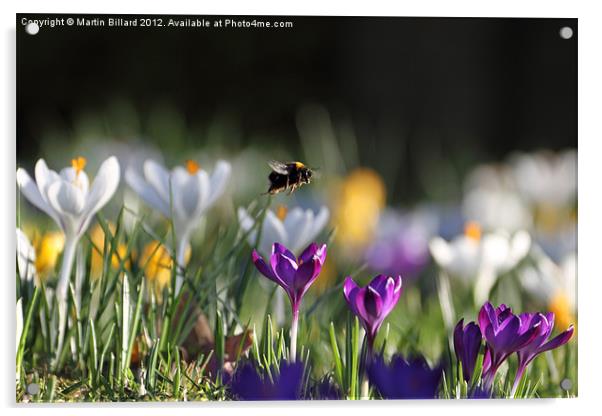 Bee Over Crocus Acrylic by Martin Billard