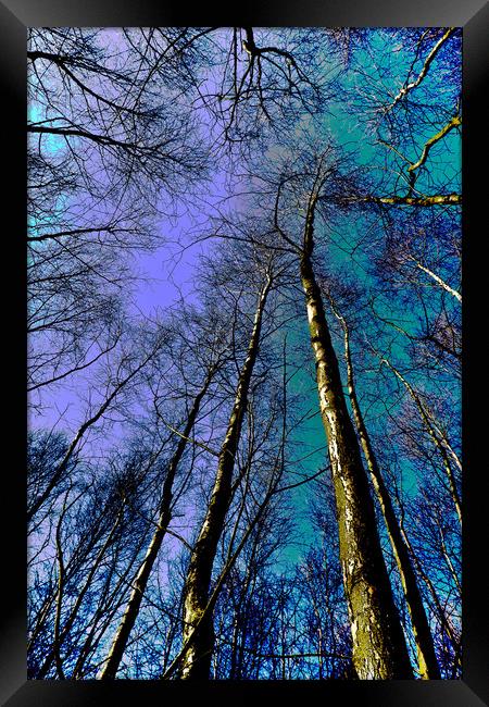 Epping Forest Trees Framed Print by David Pyatt