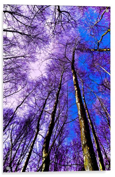 Epping Forest Trees Acrylic by David Pyatt