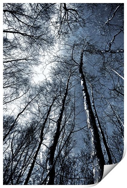 Epping Forest Trees Print by David Pyatt