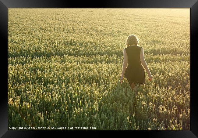 Girl in cornfield Framed Print by Adam Jesney
