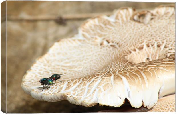 Two flies on a mushroom Canvas Print by Stephanie Haines