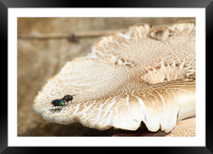 Two flies on a mushroom Framed Mounted Print by Stephanie Haines