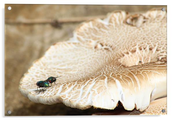 Two flies on a mushroom Acrylic by Stephanie Haines