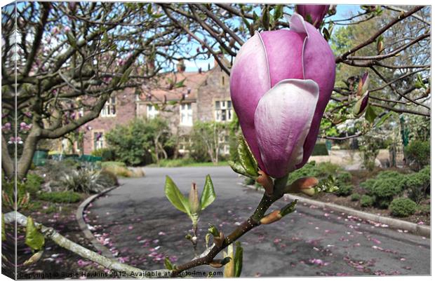 Magnolia Tree Canvas Print by Susie Hawkins