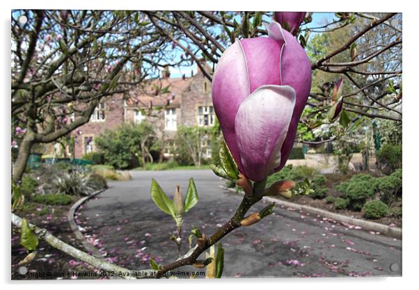 Magnolia Tree Acrylic by Susie Hawkins