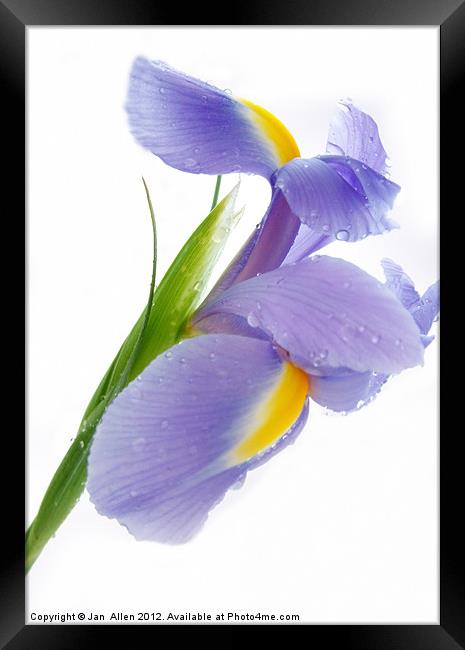 Iris Framed Print by Jan Allen