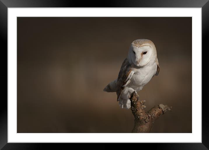 Barn Owl Framed Mounted Print by Natures' Canvas: Wall Art  & Prints by Andy Astbury