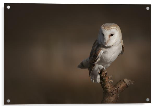 Barn Owl Acrylic by Natures' Canvas: Wall Art  & Prints by Andy Astbury