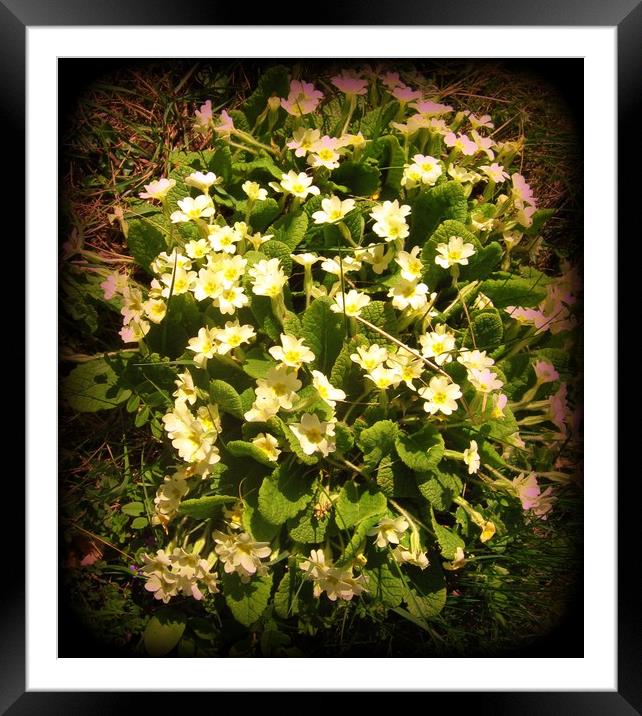 Blagdon Primroses. Framed Mounted Print by Heather Goodwin