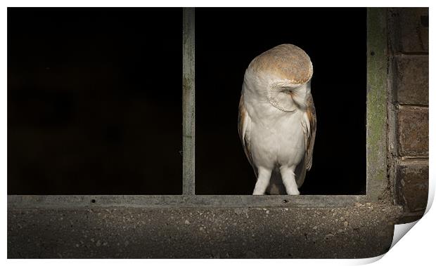 Barn Owl in Window Print by Natures' Canvas: Wall Art  & Prints by Andy Astbury