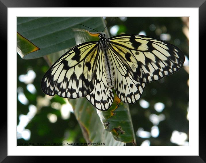 Butterfly Framed Mounted Print by Tracey Boatright