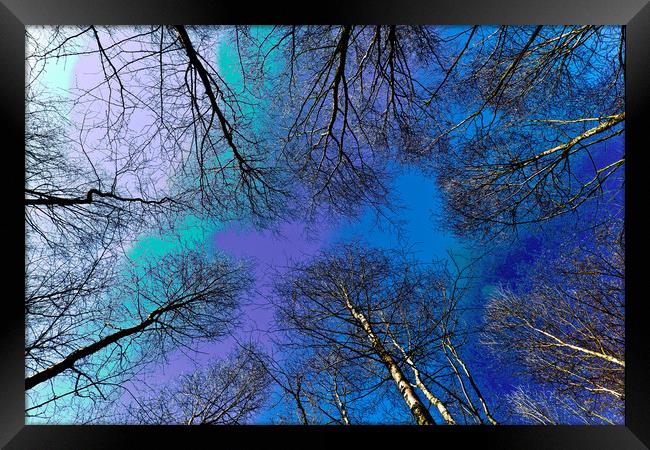 Trees and sky Framed Print by David Pyatt