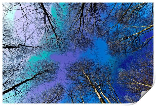 Trees and sky Print by David Pyatt