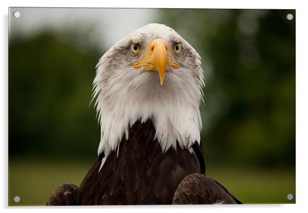 Bald Eagle Acrylic by Dean Messenger