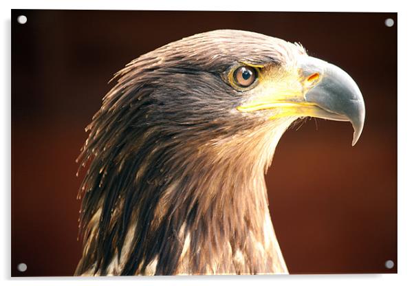Tawny Eagle Acrylic by Dean Messenger