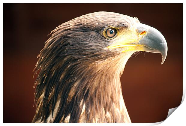 Tawny Eagle Print by Dean Messenger