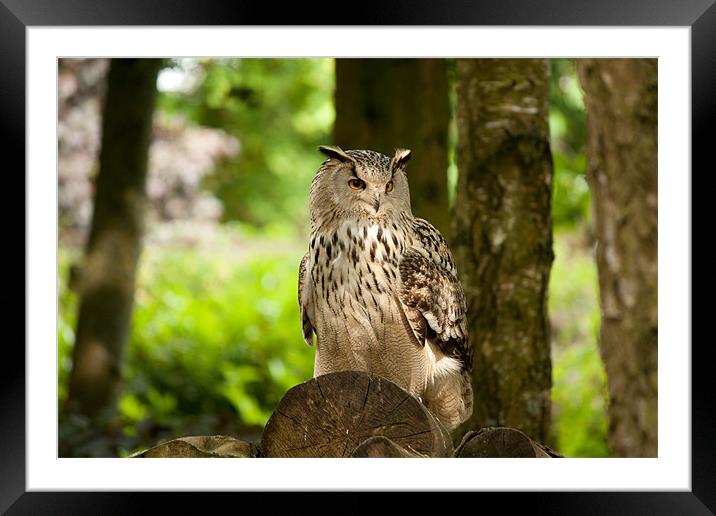 Eagle owl Framed Mounted Print by Dean Messenger