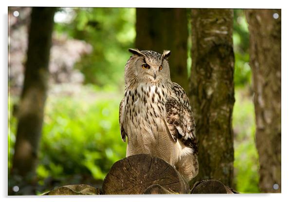 Eagle owl Acrylic by Dean Messenger