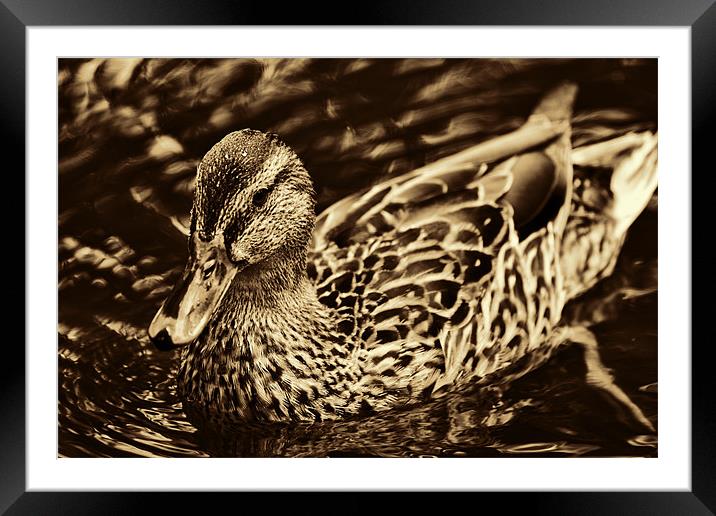 Golden Duck Framed Mounted Print by Dean Messenger