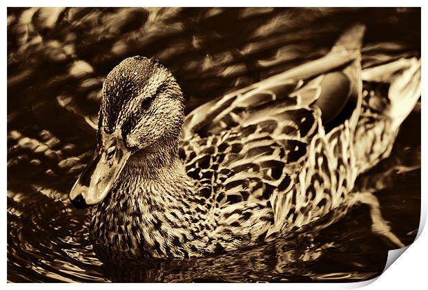 Golden Duck Print by Dean Messenger