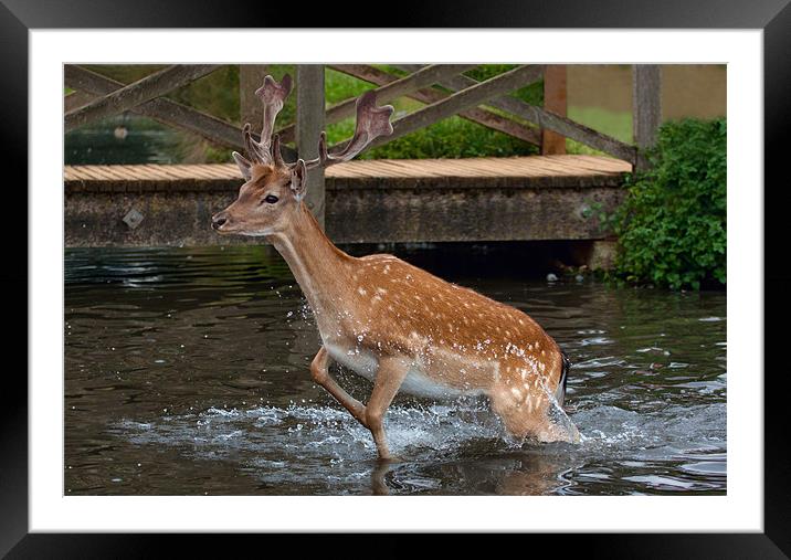 Deer in Water Framed Mounted Print by Dean Messenger