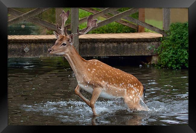 Deer in Water Framed Print by Dean Messenger