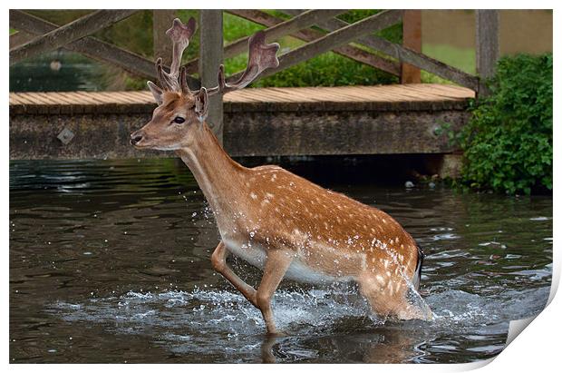 Deer in Water Print by Dean Messenger