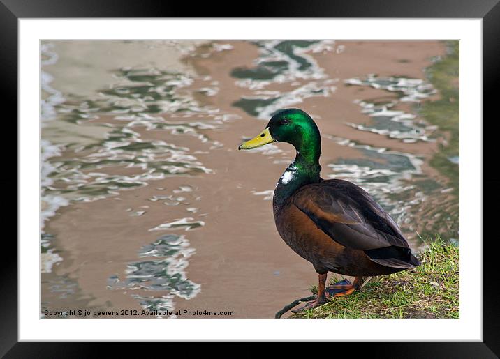 duck a la abstract Framed Mounted Print by Jo Beerens
