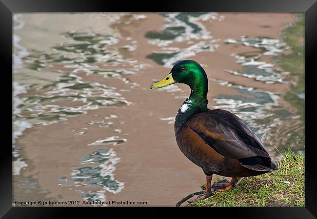 duck a la abstract Framed Print by Jo Beerens