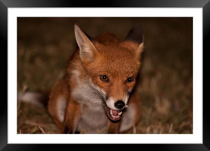 Urban Fox Framed Mounted Print by Dean Messenger