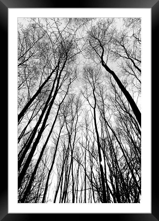 Forest Trees Framed Mounted Print by David Pyatt