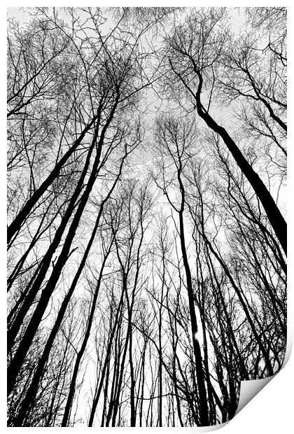 Forest Trees Print by David Pyatt