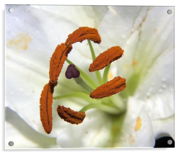 Lily Stamens Acrylic by Dean Messenger