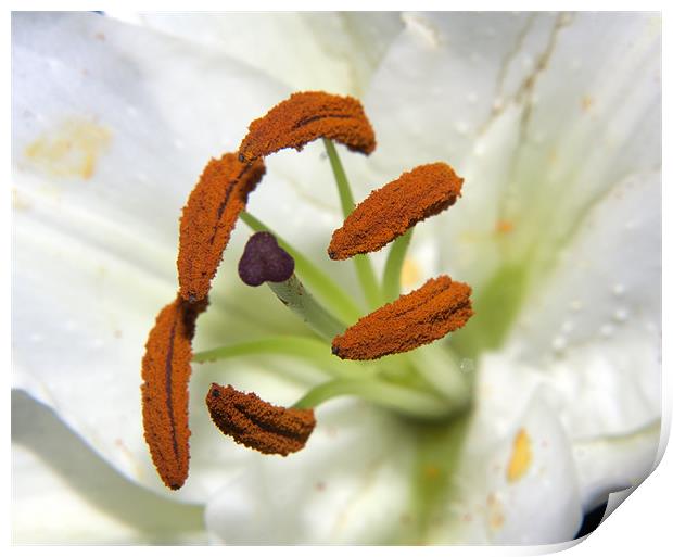 Lily Stamens Print by Dean Messenger