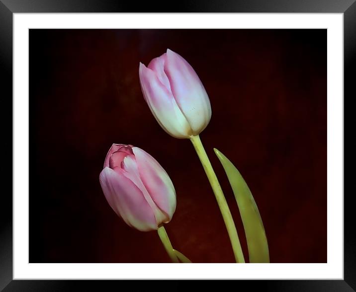 Pink Tulips Framed Mounted Print by Dean Messenger