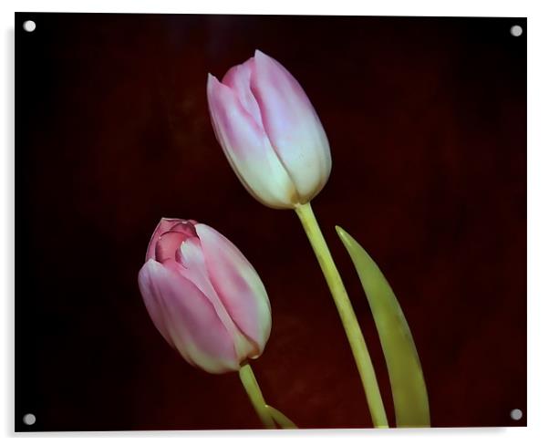 Pink Tulips Acrylic by Dean Messenger